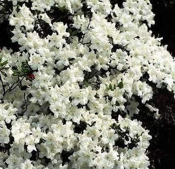 Japanische Azalee Schneewittchen - Rhododendron obtusum Schneewittchen - 30-40cm