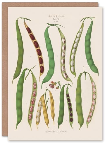 Artery8 Ernst Benary Art Card Kidney and Snap Beans Varieties