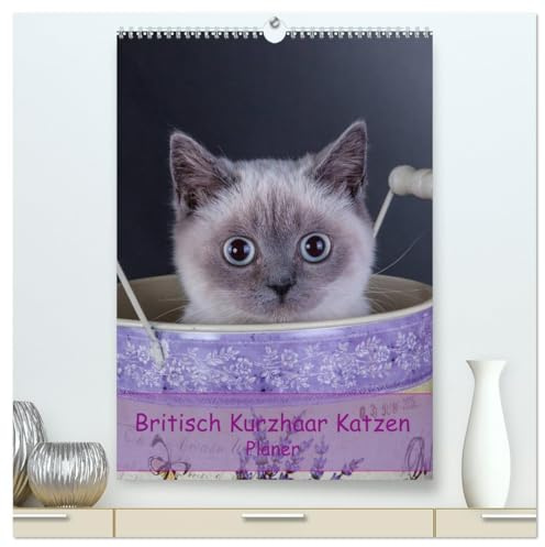 Britisch Kurzhaar Katzen - Planer (hochwertiger Premium Wandkalender 2026 DIN A2 hoch), Kunstdruck in Hochglanz: Britisch Kurzhaar Katzen Herzensbrecher auf 4 Pfoten Terminplaner (CALVENDO Tiere)