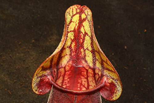 Fleischfressende Pflanze, Schlauchpflanze, Sarracenia purpurea, 10-20 cm, Rot, Grün, Gelb