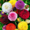 90 seeds, Dahlia Pompon Flower Mix, Gardening Flowers Seeds Garden for Beds, Borders, Containers, Cut Flower Outdoor Home Garden Flower Seeds Attract Pollinators