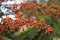 Pyracantha 'Orange Charmer' 60-80 cm - Feuerdorn, orange Beeren, immergrün, ideal als Sichtschutz, bienenfreundlich, winterhart