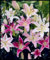 Plantas raras, Bulbos perennes,Bulbos lilium asiatico,Bulbos Lilium, Bulbos de lirio, Winterharte-6 Bulbos-A