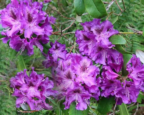 Graines de fleurs de rhododendron 100 pièces violet