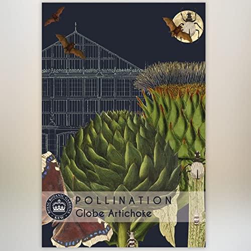 Globe Artichoke 'Green Globe Improved' F1 Hybrid Kew Pollination Collection Cardoon Hardy Perennial Garden Veg Plant Easy to Grow Your Own 1x Seed Packet (Approx. 40 Seeds) by Thompson and Morgan