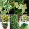 100 Stücke Efeu Samen Mehrjährig, Efeutute, Ivy Vines Wohnzimmer Deko, Hängepflanze (Hedera Nepalensis) Gartenpflanzen Winterhart Mehrjährig Winterharte Pflanzen Für Garten Balkon