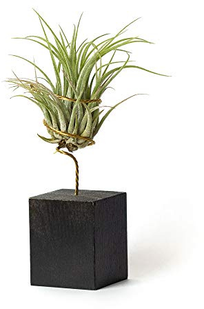 Plantas de Interior para Decorar la Oficina Escritorio Estudio fáciles de cuidar Tillandsia Ionantha Scaposa (Soporte Incluido) (Negro)