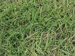 Aamish 20 pezzi di semi di piante di erba Kikuyu