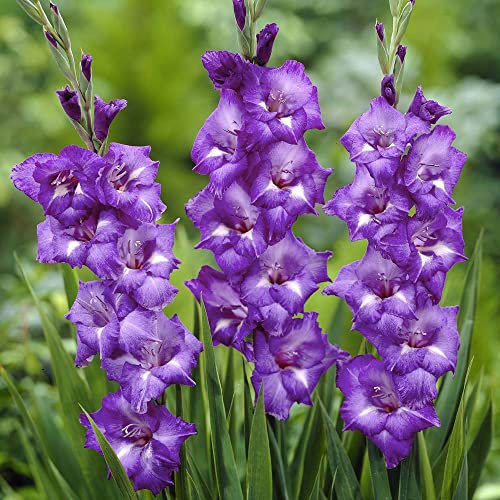 7 x Gladioli Blue Isle – Ideal Cut Flowers – Premier Collection – Perennial – A Striking Variety with Magnificent Colour – Last All Through Summer – for Your Beautiful Garden