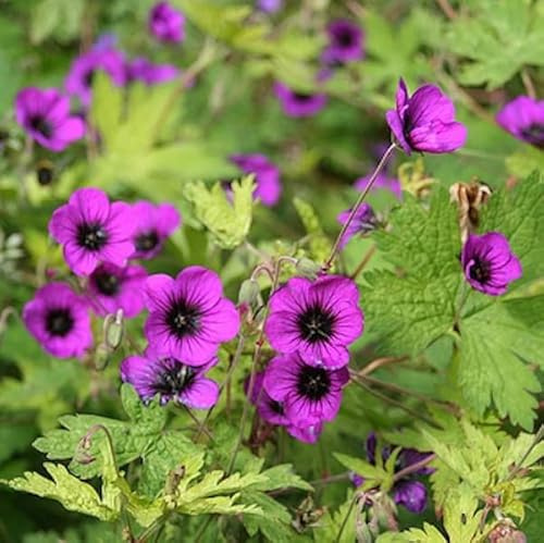 6 x Storchschnabel 'Ann Folkard' - Geranium 'Ann Folkard' Topf 9x9cm: Lebhaft violette Blüten, kompakter Wuchs, perfekt für Beete und Rabatten.