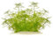 Myriophyllum mattogrossense - Tausendblatt in vitro XL - 8,5cm Bechergröße - Hintergrund Wasserpflanzen für Aquarien