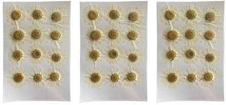 Pluuttiem Natürliche Trockenblumen, Weißes Gänseblümchen, Gepresste für Schmuck, Nagelaufkleber, Getrocknete Chrysanthemen