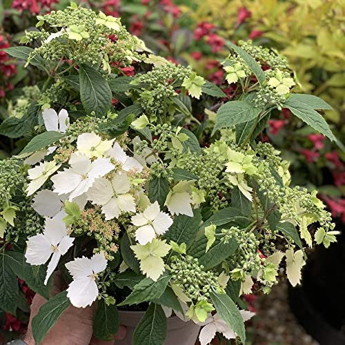 Hydrangea Plant 'Cloud Nine' Hardy Shrub Green/White Blooms Easy to Grow Your Own Long Flowering Garden Flowers for Shade Patio Pots Beds Borders 9cm Potted Plants by Thompson and Morgan (1)