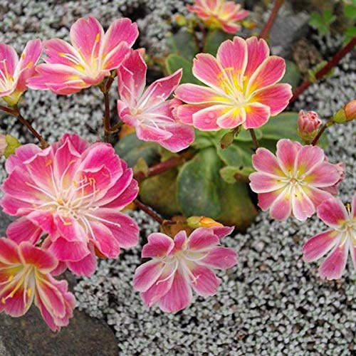 6 x Bitterwurz - Lewisia Cotyledon Topf 9x9cm: Sukkulente, farbenfrohe Blüten, winterhart.