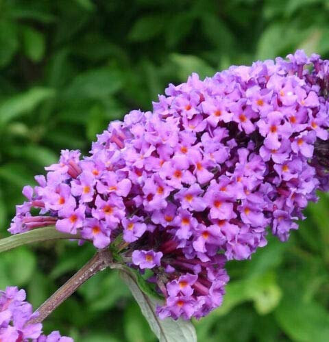 Buddleia davidii Border Beauty Albero delle Farfalle Buddleja pianta in vaso ø11 cm h 30/50 cm Vivaio di Castelletto