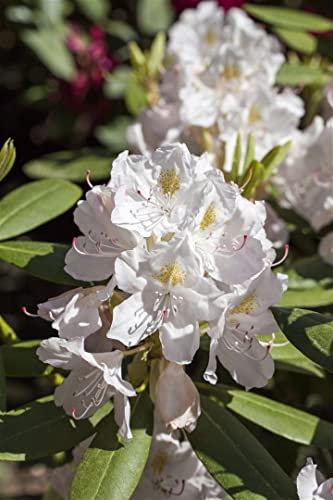 Rhododendron catawbiense 'Catawbiense Album' 30–40 cm – Winterhart, Immergrün, Mehrjährig – Rhododendron – Zierstrauch für Garten & Kübel