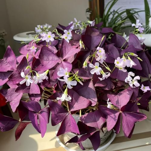 bulbos de oxalis versicolor, cebolla, plantas en macetas resistentes bulbo de flor, jardín balcón bulbos de floración temprana, plantas exóticas resistentes Cría mariposas, planta en 12pcs