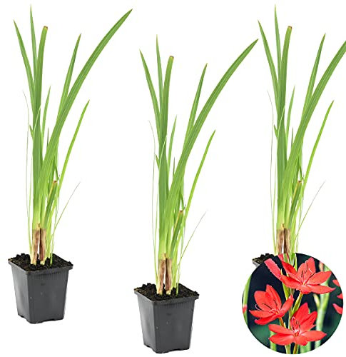 Bloomique - Lot de 3 - Schizostylis Coccinea - Lys des Cafres rouge - Glaïeul des marais - Plantes de bassin - Plantes aquatiques - Rustique - Hauteur 10-20 cm - Pot 9 cm