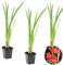 Bloomique - Lot de 3 - Schizostylis Coccinea - Lys des Cafres rouge - Glaïeul des marais - Plantes de bassin - Plantes aquatiques - Rustique - Hauteur 10-20 cm - Pot 9 cm