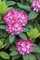 Rosa 'Tausendschön' - Kletterrose, rosa Blüten, Blütezeit Juni-September, ideal für Spaliere, bienenfreundlich, pflegeleicht