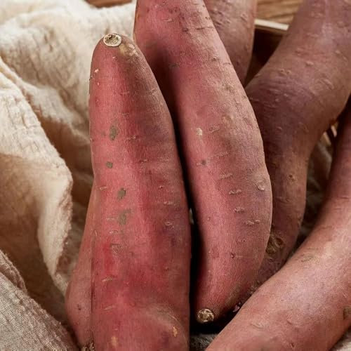 Süßkartoffel Samen Bio, gemüse saatgut, bio samen Ipomoea batatas, stauden winterhart mehrjährig gemüsesamen & -pflanzen winterharte pflanzen für garten süßkartoffeln zum pflanzen 200pcs