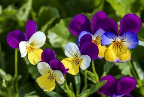 Viola tricolor 100, Pensée tricolore plante vivace
