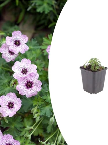 Geranium cin. 'Ballerina' | 24 Stück - 10-25cm - Ø9cm - Gartenpflanze