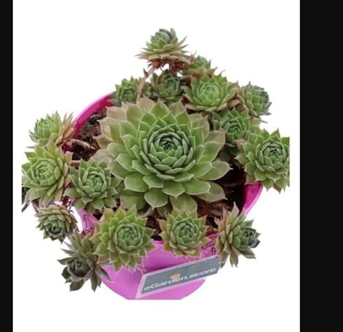 Pianta grassa succulenta da Esterno Interno con Vaso (SEMPERVIVUM ++++)