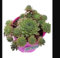 Pianta grassa succulenta da Esterno Interno con Vaso (SEMPERVIVUM ++++)