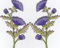 JAB Seller Aufnäher Bügelbild Aufbügler Iron on Patch Zwei Kornblume Blume blau Natur Garten Wiese hübsch