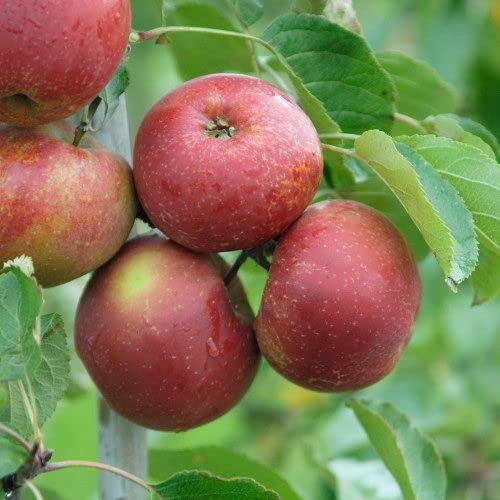 Apfel 'Roter Boskoop' ca. 150cm im 10 Liter Topf
