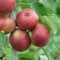 Apfel 'Roter Boskoop' ca. 150cm im 10 Liter Topf
