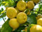 Pianta di Limone DOLCE in vaso o fitocella