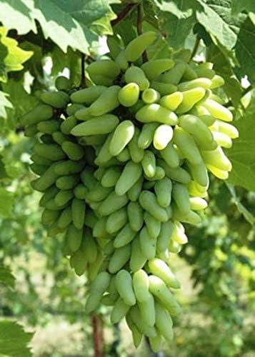 Natürlich, Weinreben winterhart,Winterhartes,Vitis vinifera,Traubenwurzel Pflanze,Tafeltraube Weintrauben kernlos, Lebende Pflanzen,Weinreben,Tafel-Trauben,Vielfalt-4 Weinreben pflanzen-B