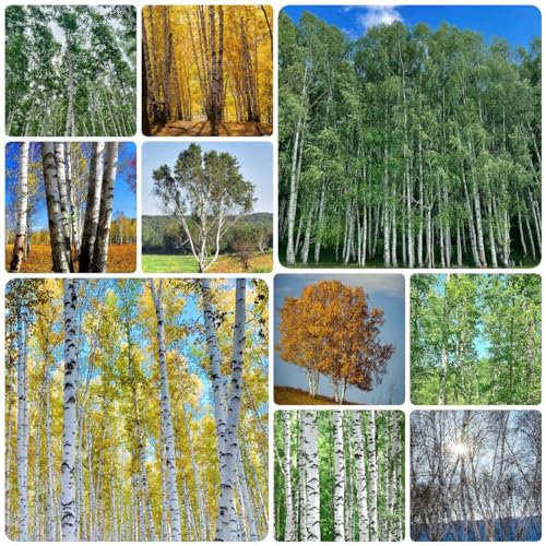 80 Pcs Weiße Birke Samen - Birkenbaum - Topfpflanzen Draußen Winterhart Birken Samen (Betula Platyphylla) Winterharte Kübelpflanzen Bonsai Tree Bäume Pflanzen Grünpflanzen, Gartendeko