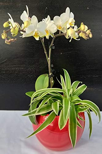POWERS TO FLOWERS - ORCHIDEA PHALAENOPSIS BIANCA E CHLOROPHYTUM IN VASO CERAMICA ROSSO, Pianta Vera