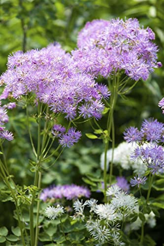 Thalictrum aquilegifolium 9x9 cm Topf – Winterhart, Mehrjährig, Pflegeleicht – Akeleiblättrige Wiesenraute – Beetstaude für Garten & Rabatte