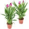 Bloomique - 2er Set - Curcuma Siam - Kurkuma Pflanze - Siamesische Tulpe - Blühende Zimmerpflanzen - Luftreinigend - Höhe 50-60 cm - Topf 14 cm