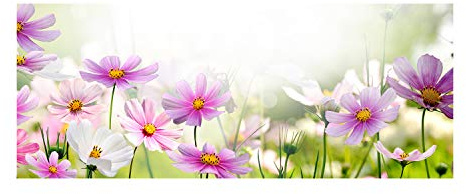 Tulup Glas-Bild Wandbild aus Glas - Wandkunst - Wandbild hinter gehärtetem Sicherheitsglas - Dekorative Wand für Küche & Wohnzimmer 125x50 - Blumen & Pflanzen - Blumen auf Wiese - Rosa