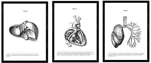 Nacnic Anatomie Poster 3er-Set. Vintage Stil Wanddekoration Abbildung von Leber Herz Lunge und andere Körperteile. Verschiedene menschliche Körper und Anatomie Bilder ohne Rahmen. Größe A3.