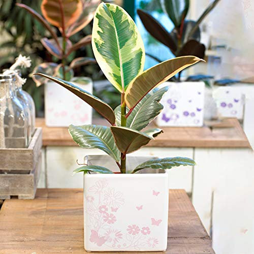 1 x Ficus Tineke | Innen Pflanzengeschenk für Zuhause oder das Büro | 30-40cm mit Topf
