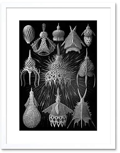 Wee Blue Coo Haeckel Plate 31 Marine Plankton Artwork Framed Wall Art Print 9X7 Inch Teller Wand
