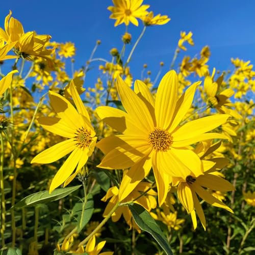 12 pcs topinambur saatknollen zum pflanzen Zwiebeln, topinambur - knollen, pflanzen gemüse, alte gemüsesorten topinambur kaufen - Helianthus tuberosus - gemüsebeet balkon küchenkräuter,
