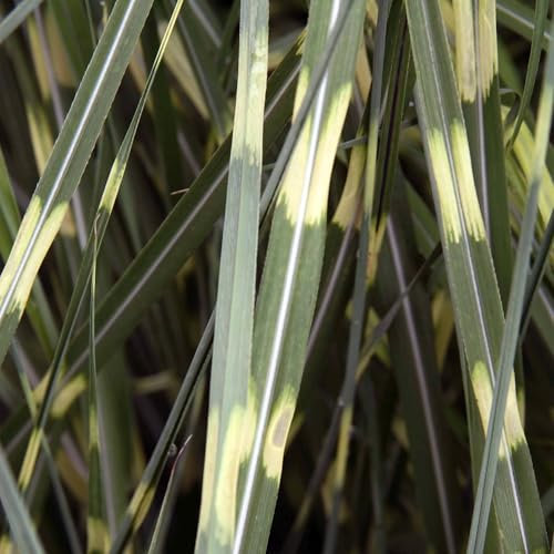Pianta vera di Miscanthus sinensis Little Zebra - Diametro Vaso Ø 14 cm