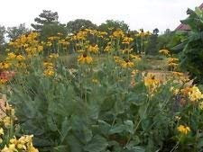 Große Sonnenhut ~ 100 Samen (Rudbeckia maxima) Kohlblatt Sonnenhut