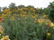 Große Sonnenhut ~ 100 Samen (Rudbeckia maxima) Kohlblatt Sonnenhut