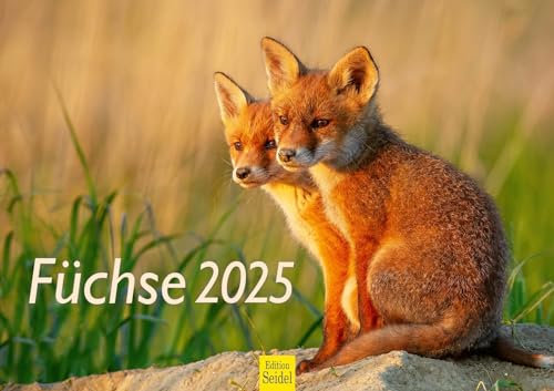 Edition Seidel Premium Kalender Füchse 2025 Format DIN A3 Wandkalender Tierkalender Fuchs Tiere Wildtiere Waldtiere Raubtiere Natur
