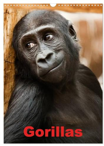 Gorillas (Wandkalender 2026 DIN A3 hoch), CALVENDO Monatskalender: Die sanften Riesen Afrikas (CALVENDO Tiere)