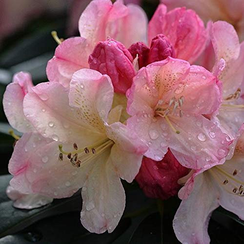 Rhododendron 'Percy Wiseman' - Farbenpracht 40-50 cm Topf