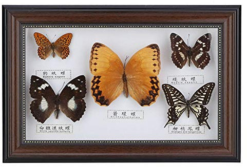 Spécimen de Papillons Cadre D'artisanat Véritable Papillon encadré, Cadre D'affichage de Spécimen de Papillon Collection de Taxidermie D'artisanat pour Bureau à Domicile